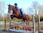Holsteiner Mare For Sale