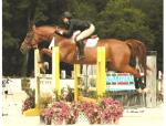 Adult Equitation-Needham