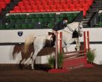 Adult Equitation